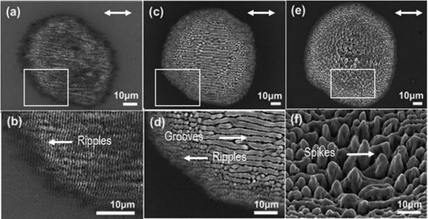 Fig 1 Alphanov Article Mouchetis